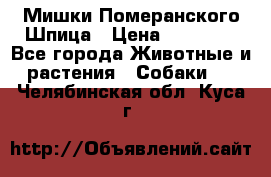 Мишки Померанского Шпица › Цена ­ 60 000 - Все города Животные и растения » Собаки   . Челябинская обл.,Куса г.